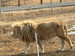 -秦皇岛野生动物园