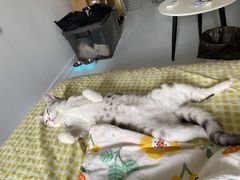 -lincat·猫舍(广州店)