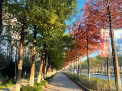 -上海长兴岛郊野公园