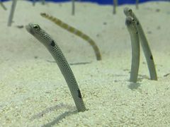 -上海海洋水族馆