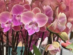 -双季花艺园艺市场(浦东店)