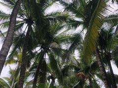 -三亚珠江南田温泉度假区