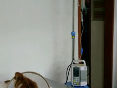 -爱侣宠医·鹦鹉专科·小型哺乳类·异宠专科(灵石路店)