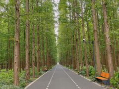 -东平国家森林公园