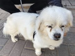 -瑞派福兴宠物医院犬猫全科·骨科·中西医结合(河东店)