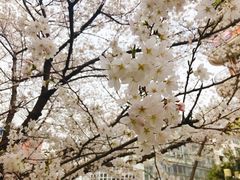 -同济大学本部学苑饮食广场