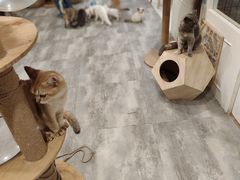 -楼上猫咖(罗湖店)