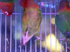 -青石桥花鸟鱼虫市场(叠翠城店)