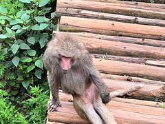 -云南野生动物园