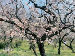 -梅花山(明孝陵内)