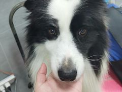 -宠福鑫康馨动物医院·骨科·眼科