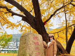 -千年银杏谷文化旅游区