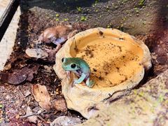 -帕帕拉兹宠物(亚洲旗舰店)