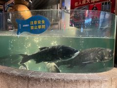 -坛宗剁椒鱼头(河西王府井店)