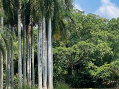 -中国科学院西双版纳热带植物园