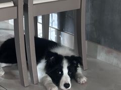 -翊宠yipet猫狗购宠庄园犬舍•猫舍