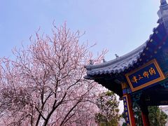 -桃花堤公园