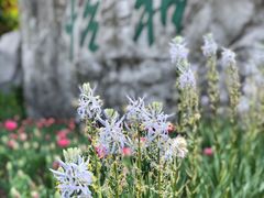 -上海鲜花港