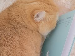 -瑞派福兴宠物医院犬猫全科·骨科·中西医结合(河东店)