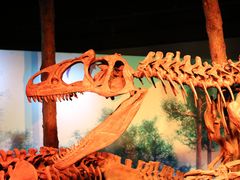 -正佳自然科学博物馆