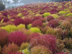 -天津东丽湖风景区