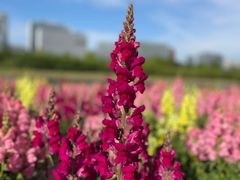 -春花秋色城市公园