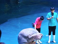 -烟台海昌鲸鲨海洋公园