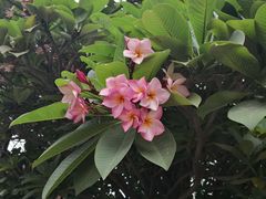 -Cafe de Thaan Aoan