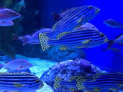 -成都浩海立方海洋公园