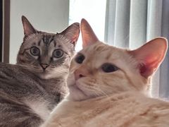 -中农大我爱我爱动物医院·核磁CT·猫病·24小时夜诊中心(石佛营店)