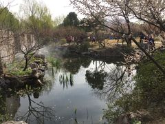 -香雪海