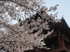 -西安青龙寺遗址景区