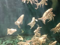 -西安曲江海洋极地公园