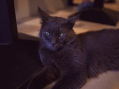-平行世界·猫咖(首经贸店)