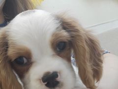 -爱妮康宠物医院·干细胞免疫细胞·肿瘤·心脏(张江店)