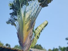 -100蛋泥浆浴