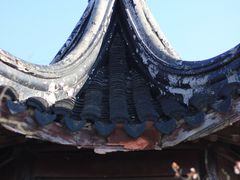 -林屋梅海青梅保护基地