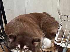 -Let's go狗咖·猫咖·奶狗·桌游(春熙路IFS店)