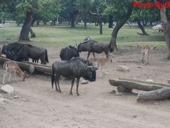 -西安秦岭野生动物园