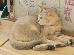 -平行世界·猫咖(首经贸店)
