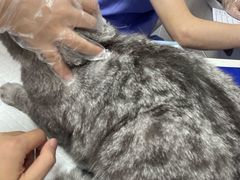 -博特宠物医院24h犬猫全科.骨科·异宠