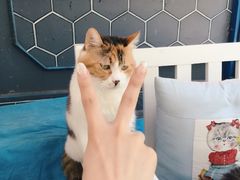 Anne猫窝咖啡屋-Anne猫窝咖啡屋