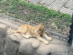 -深圳野生动物园