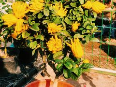 -龙大花卉苗木市场