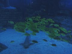 -烟台海昌鲸鲨海洋公园