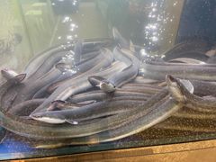 -本炙炭烤·蒲烧活鳗料理店(金沙洲店)
