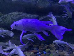 -芜湖新华联大白鲸海洋公园