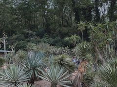 -深圳仙湖植物园