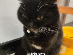 -共舞时光猫咖·狗咖(新街口店)