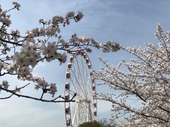 -顾村公园